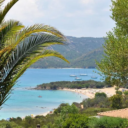 L'ulivo E Il Mare *